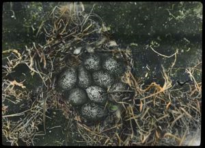 Image of Ptarmigan Nest with Nine Eggs